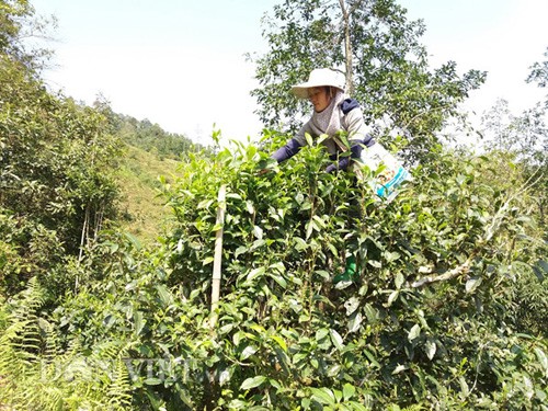 chum anh: nguoi dao mien bien ai vuot nui, leo doi hai "loc troi" hinh anh 7