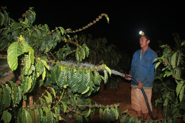 Chùm ảnh: Nông dân "trắng đêm" canh nước tưới cho vườn cà phê