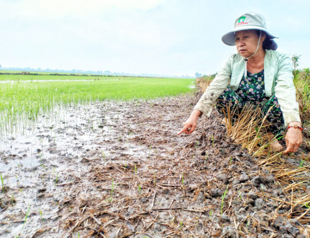 Chuột cắn phá lúa hè thu, nông dân Kiên Giang đau đầu nghĩ kế diệt