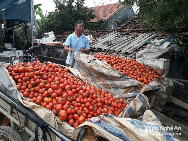 chuyen la doi o nghe an: nong dan khoc rong vi ca chua... duoc mua hinh anh 2