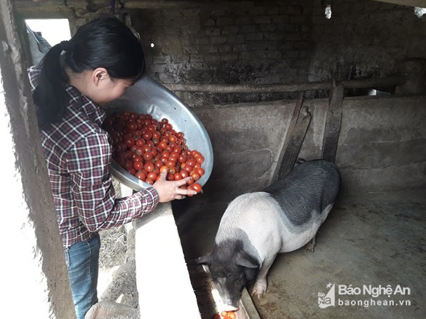 chuyen la doi o nghe an: nong dan khoc rong vi ca chua... duoc mua hinh anh 4