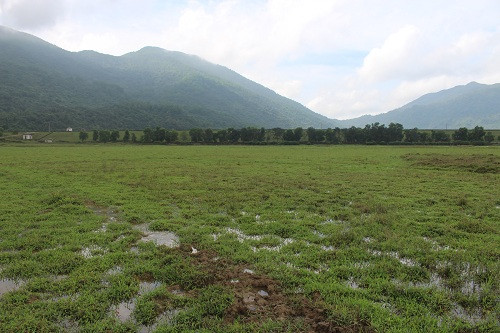 chuyen la ha tinh: co ruong ma khong dam xuong... cay cay hinh anh 3