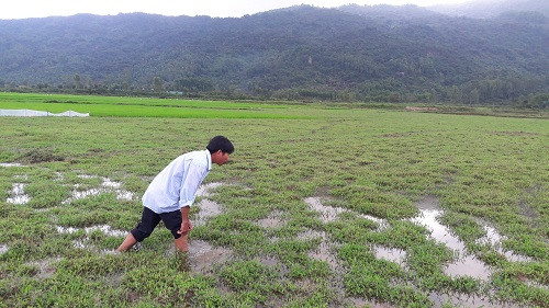 chuyen la ha tinh: co ruong ma khong dam xuong... cay cay hinh anh 4