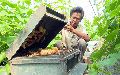 Chuyện lạ Hậu Giang: "Nhốt" ong ở nhà trồng dưa lưới, cái kết bất ngờ