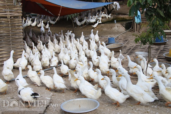 chuyen la son la: nuoi vit "sang chanh" cho uong sam, "khoe nhu vam" hinh anh 1