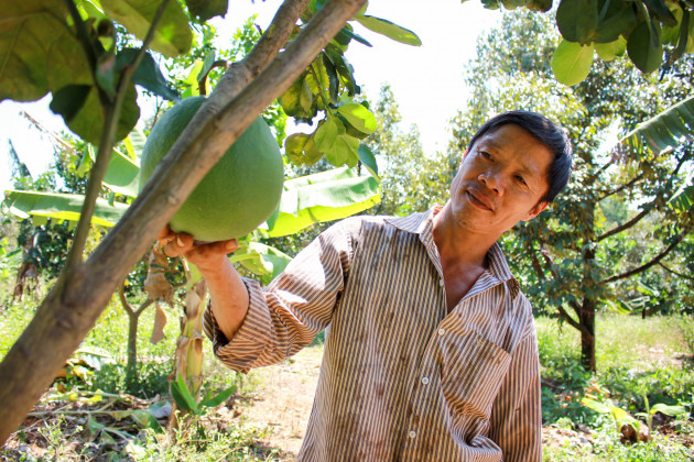 chuyen la: vuon sau rieng co moc um tum, dung kien bat nhen hinh anh 4