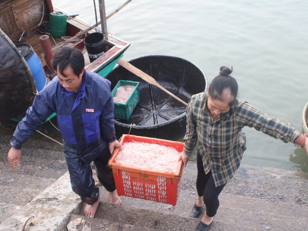 clip: sau tet, ngu dan ha tinh co tien trieu/ngay nho “loc bien” hinh anh 4