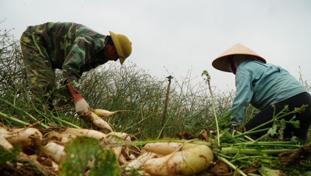 clip: xot xa canh dong ngap trang cu cai bi vut bo o ha noi hinh anh 4