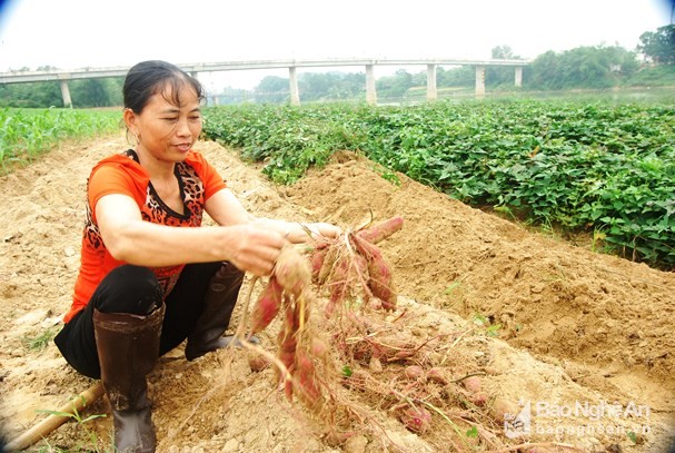 Có máu liều trồng khoai "hờ", dân Thanh Chương bội thu gần 10 tỷ