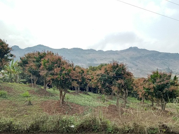 co "ong" khuyen nong "cam tay chi viec", nong dan thu ca tram trieu/nam hinh anh 2