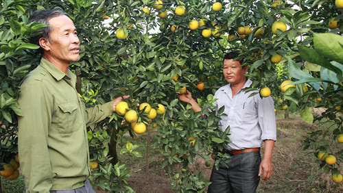 co von, nong dan trong cam sai qua, nuoi ca lon nhanh hinh anh 1