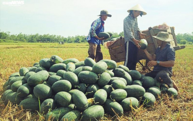 con 756 xe cho thong quan tai cua khau, gia trai cay da khoi sac hinh anh 2