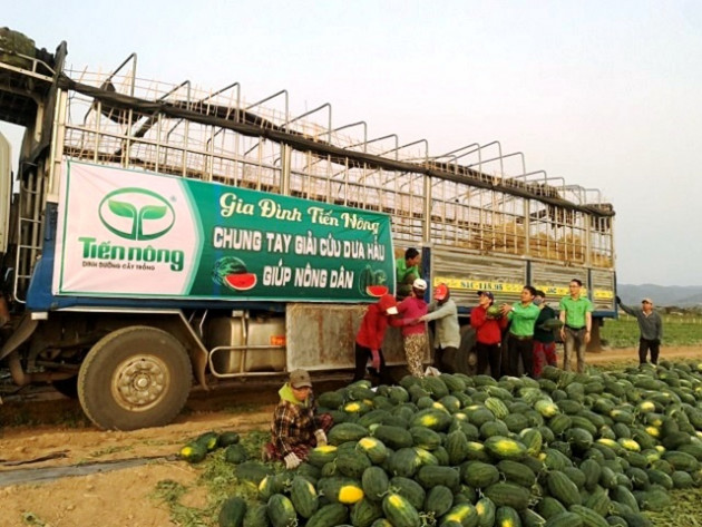 Công ty CP Công Nông nghiệp Tiến Nông mua 30 tấn dưa hấu Gia Lai