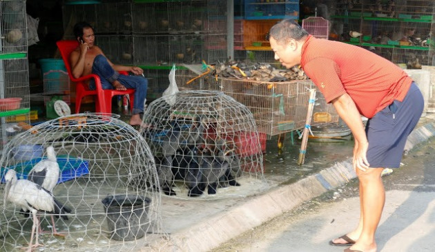 covid-19, chi trung quoc cam tieu thu dong vat hoang da la khong du hinh anh 4