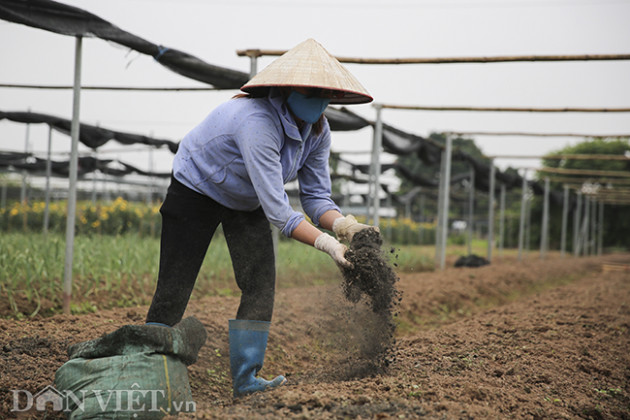 covid-19: hong, cuc, ly... e am tren canh dong hoa lon nhat ha noi hinh anh 10