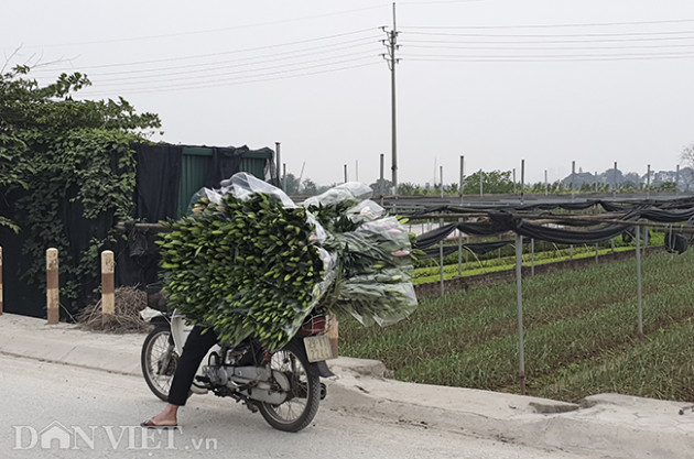 covid-19: hong, cuc, ly... e am tren canh dong hoa lon nhat ha noi hinh anh 11