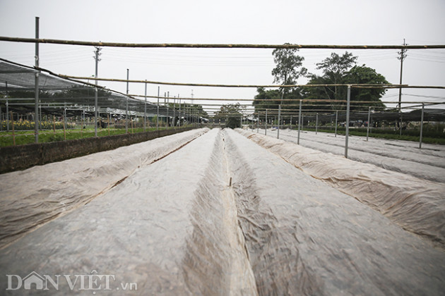 covid-19: hong, cuc, ly... e am tren canh dong hoa lon nhat ha noi hinh anh 8