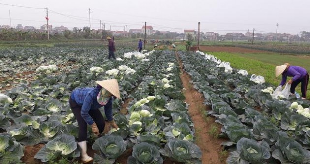 cuc trong trot ly giai ve gia rau giam, viec nho bo su hao, cu cai hinh anh 2