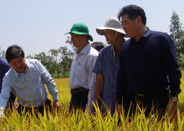 cuc trong trot ly giai viec gia lua gao tang du covid-19 hoanh hanh hinh anh 2