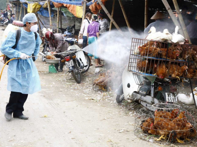 cum a/h5n6, h5n1 co lay tu nguoi sang nguoi nhu virus corona khong? hinh anh 2