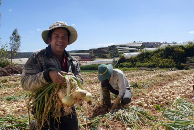 da lat: dich covid-19 day gia hanh tay len cao, nha nong phan khoi hinh anh 1