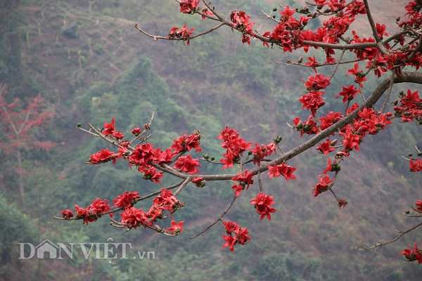 Đã mắt ngắm hoa gạo nở đỏ rực ven sông Đà, nhớ tuổi thơ da diết