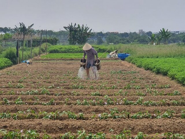 Đà Nẵng: Nông dân điêu đứng, rau xanh chết khát cạnh con sông quê