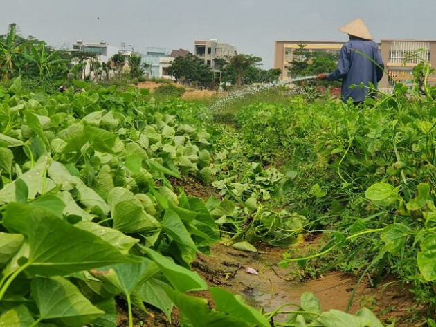 da nang: nong dan dieu dung, rau xanh chet khat canh con song que hinh anh 3