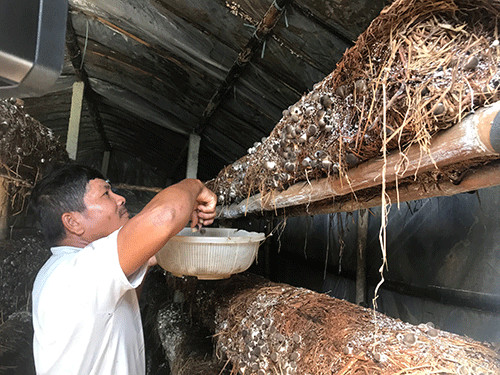 da nang: trong nam rom trong nha khong kho, ban 100 ngan/ky hinh anh 1