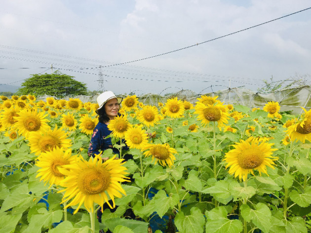 da nang: trong thu hoa nhin 1 huong, nguoi toi xem am am hinh anh 7