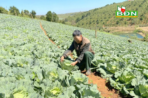 Đắk Nông: Nắng như đổ lửa mà trồng bắp cải vẫn cây to bự, cuộn chặt