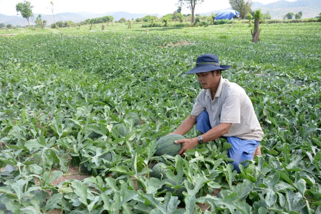 Dân "du mục" bỏ vốn khủng thuê đất trồng dưa, nhận trái ngọt1