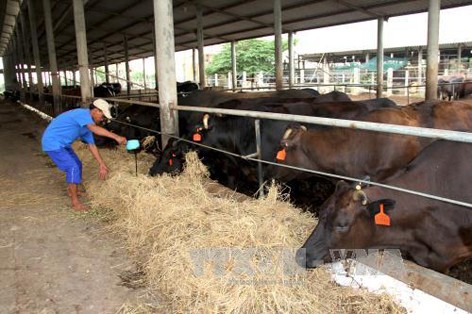 Đắng cay nuôi bò hơi lỗ trắng tay, giá rơm khô lại cao chót vót