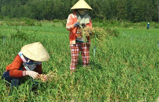 Đang chính vụ thu hoạch, tỏi nơi khác vẫn "tuồn" về đảo tỏi Lý Sơn