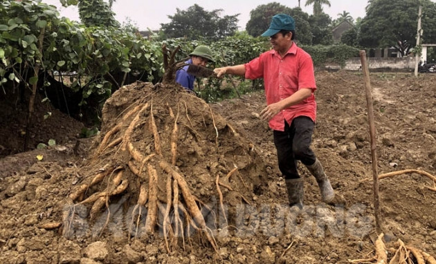 dao nhung cu san day "sieu to khong lo" dan o day lai 5 trieu/sao hinh anh 1