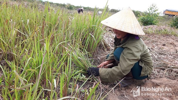 dao re co dai co tac dung nhu "than duoc", kiem nua trieu/ngay hinh anh 2