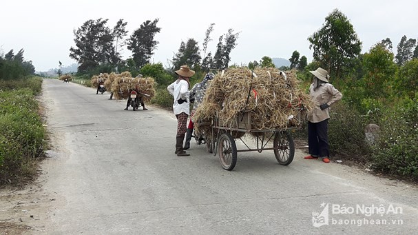 dao re co dai co tac dung nhu "than duoc", kiem nua trieu/ngay hinh anh 4