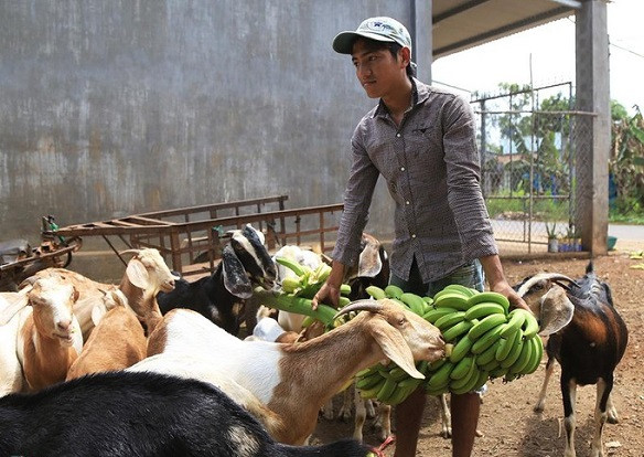 dau long: truoc doi doi nho con de, gio ca ap hiu hat, dan lo om no hinh anh 3