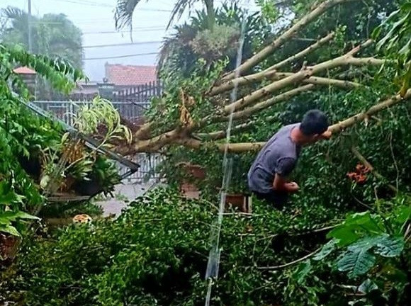 Đau xót: Giông lốc bất ngờ, sầu riêng rụng la liệt, toàn quả to bự