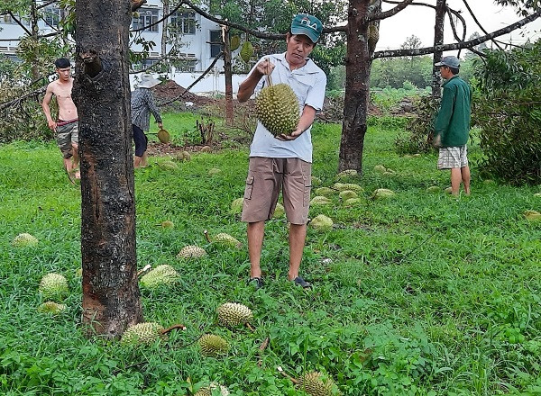 dau xot: giong loc bat ngo, sau rieng rung la liet, toan qua to bu hinh anh 2