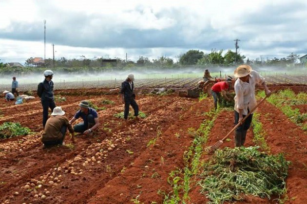 Đến lượt khoai tây, hành tây Đà Lạt rủ nhau giảm giá còn 4.000 đ/kg