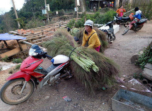 den mua nay, dan ban mong lai lu luot len rung hai bong chit hinh anh 2