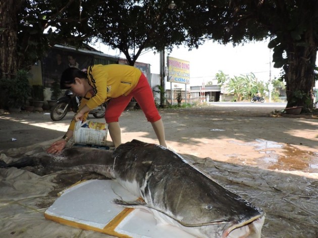 Đi câu trên sông Sêrêpốk, bất ngờ bắt được 2 con cá lăng khổng lồ