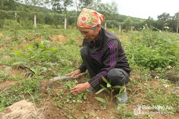 di hai rau ma rung, de kiem, "hai" duoc ca tien trieu hinh anh 1