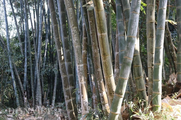 di tim loai tre khong lo vi nhu "bau vat" tren dinh nui thieng son la hinh anh 10