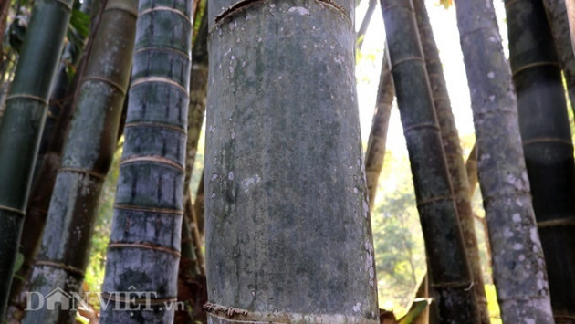 di tim loai tre khong lo vi nhu "bau vat" tren dinh nui thieng son la hinh anh 2