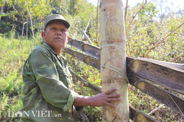 di tim loai tre khong lo vi nhu "bau vat" tren dinh nui thieng son la hinh anh 4