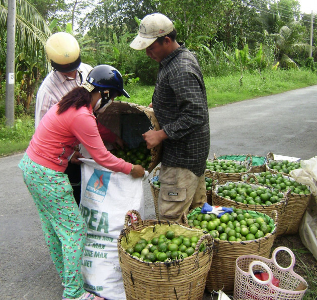 Dịch Covid-19 đẩy giá chanh ở miền Tây tăng nhanh