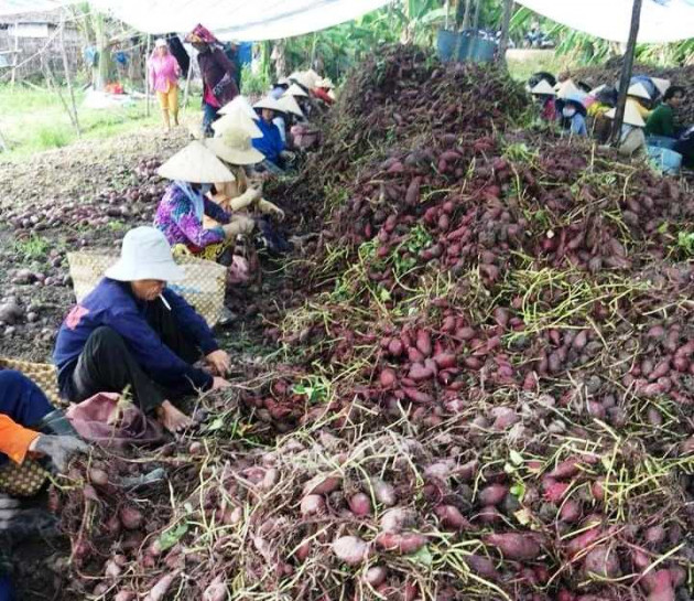 Dịch Covid-19: Giá khoai lang tím Vĩnh Long bất ngờ tăng mạnh1