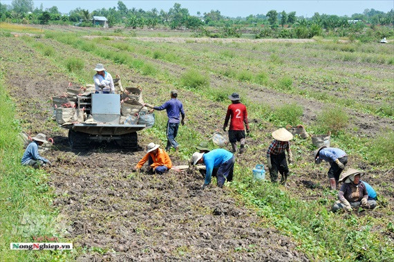 dich covid-19: gia khoai lang tim vinh long bat ngo tang manh hinh anh 2